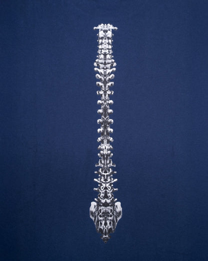 BONE  TEE – NAVY